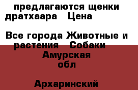 предлагаются щенки дратхаара › Цена ­ 20 000 - Все города Животные и растения » Собаки   . Амурская обл.,Архаринский р-н